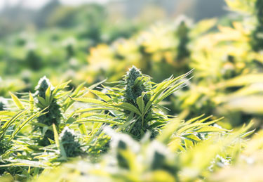 Field of organically grown cannabis plants