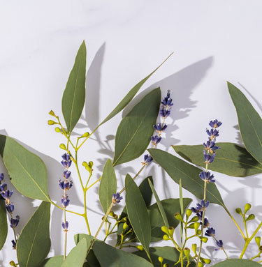 Organic lavender blossoms and eucalyptus leaves on a marble background