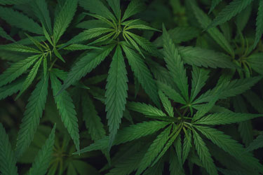 Organic cannabis leaves growing