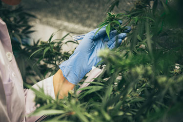 Scientist observing the Organic, Full Spectrum CBD distillation process