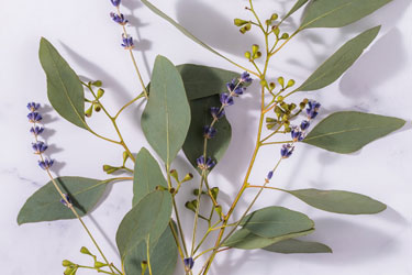 Organic lavender and organic eucalyptus plants