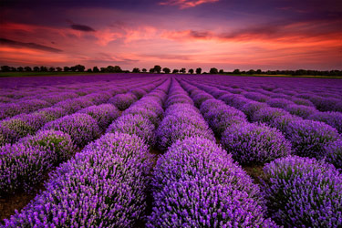 Field of Organic lavender plants